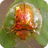 宝藏岛之金甲虫